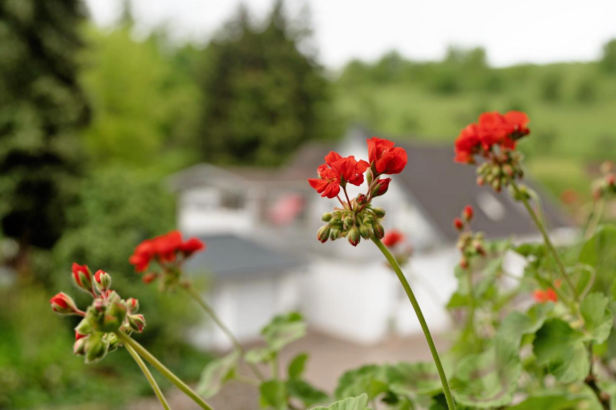 Ferienwohnung Serr Lauf Buitenkant foto
